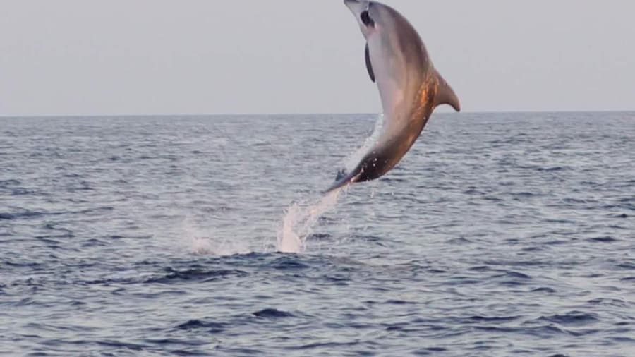 From Fazana: Dolphin watching and snorkeling in Blue Cave