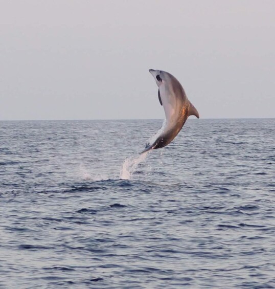 From Fazana: Dolphin watching and snorkeling in Blue Cave