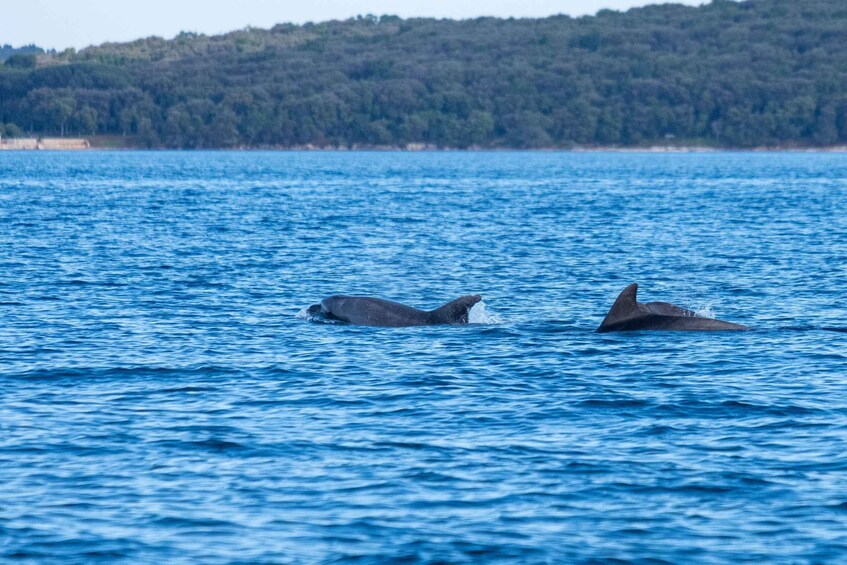 Picture 4 for Activity From Fazana: Dolphin watching and snorkeling in Blue Cave