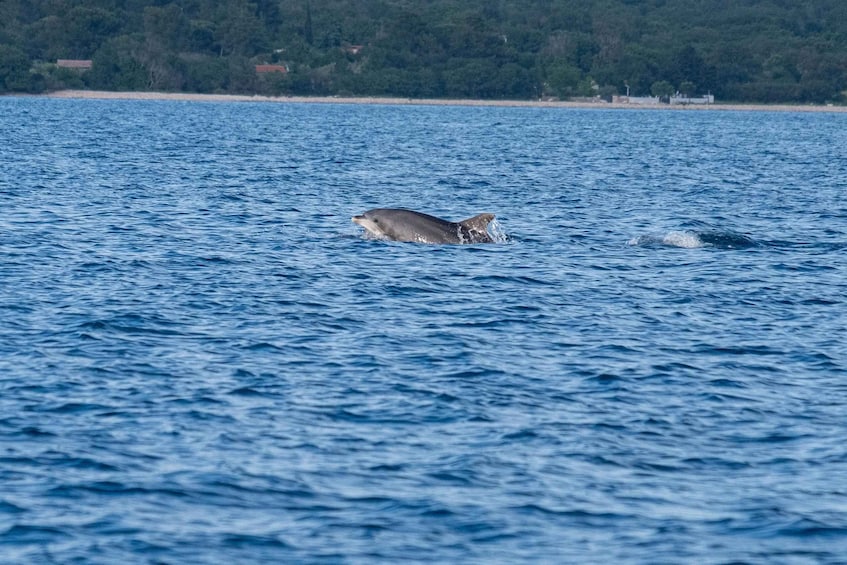 Picture 7 for Activity From Fazana: Dolphin watching and snorkeling in Blue Cave