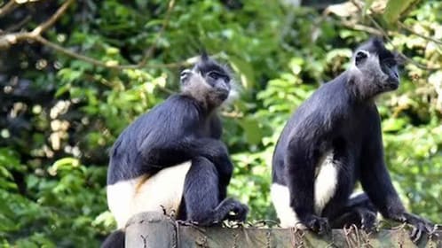 From Ninh Binh: 1 - Day Cuc Phuong National Park Group Tour