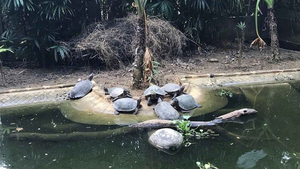 Picture 6 for Activity From Ninh Binh: 1 - Day Cuc Phuong National Park Group Tour