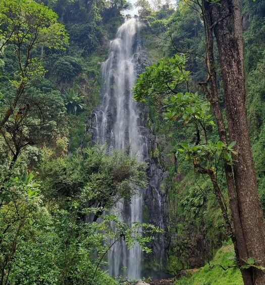 Picture 2 for Activity Materuni Waterfalls,Hot springs tour &/or coffee tour.