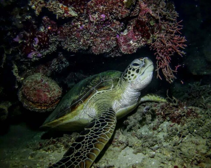 Picture 3 for Activity Night Time Snorkel At Turtle Town With Lights And Stars