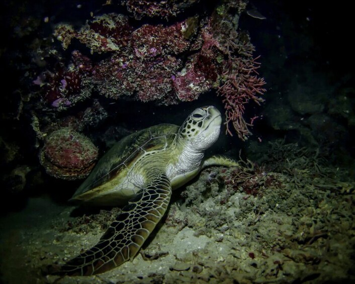 Picture 3 for Activity Night Time Snorkel At Turtle Town With Lights And Stars