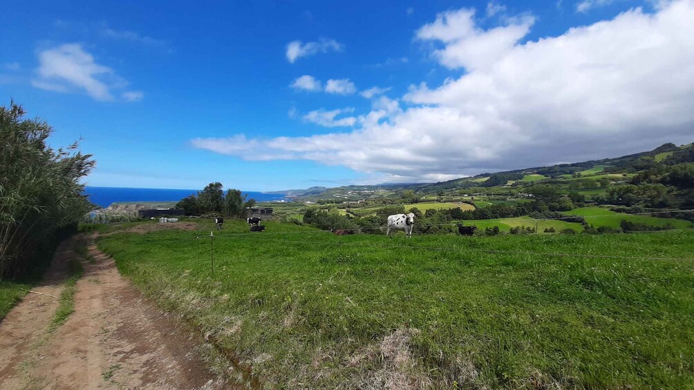 Picture 4 for Activity Azores: São Miguel Hike and snorkeling with a local