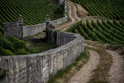 Small group Afternoon in Côte de Nuits