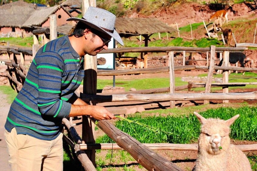 Picture 2 for Activity From Cusco: Private Pisac Ruins and Alpaca Farm Day Trip