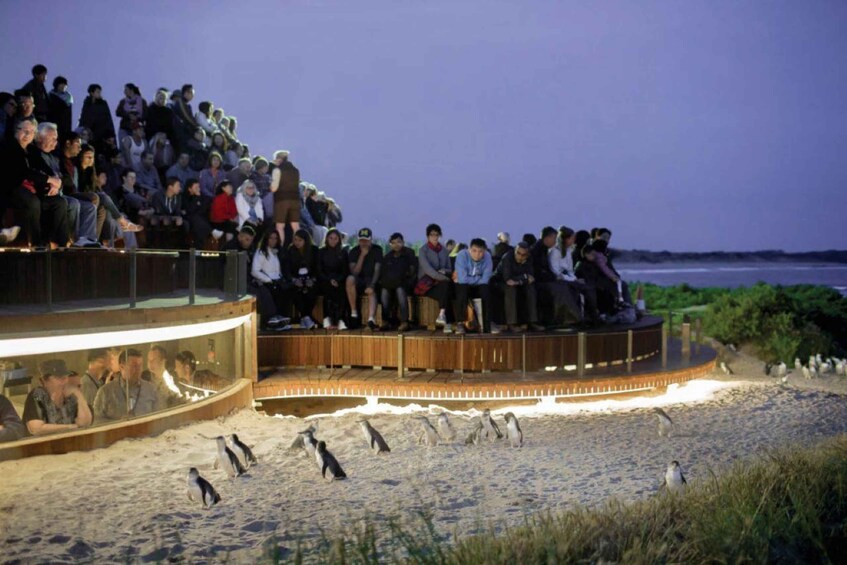Picture 3 for Activity Melbourne: Phillip Island Penguins and Wildlife Sanctuary