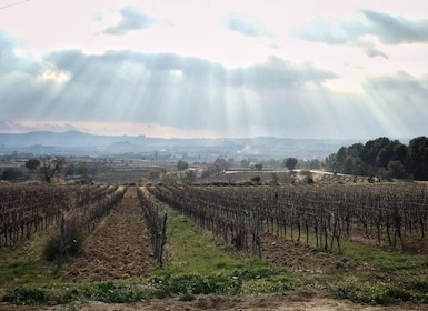 Depuis Barcelone : Dégustations de vin et de Cava du Penedès avec déjeuner