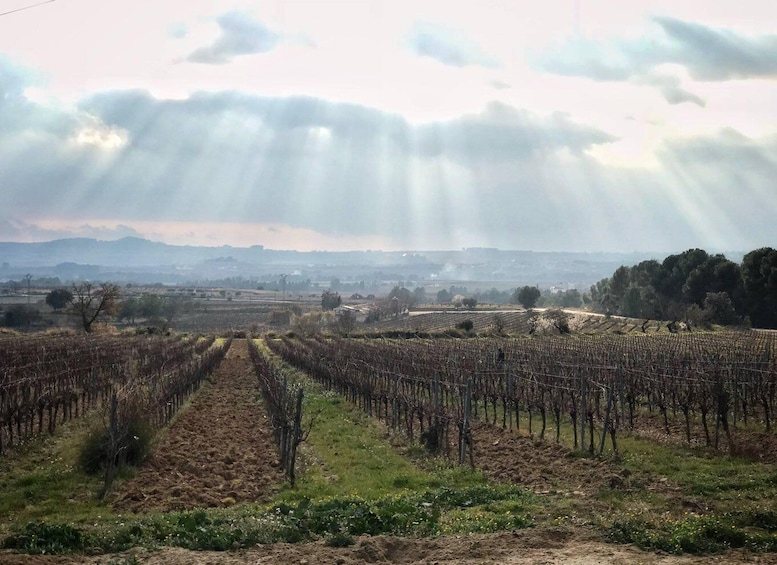 From Barcelona: Pvt Penedès Wine & Cava Tastings with Lunch