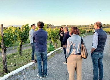 Frascati Vineyard's Guided Tour with Wine Tasting