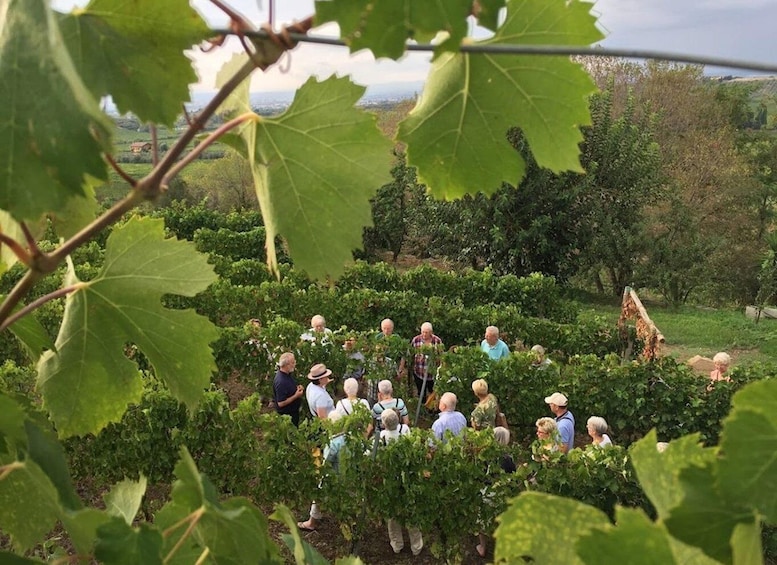 Picture 3 for Activity Frascati: 2-Hours Wine and Oil Tasting with Vineyards Tour