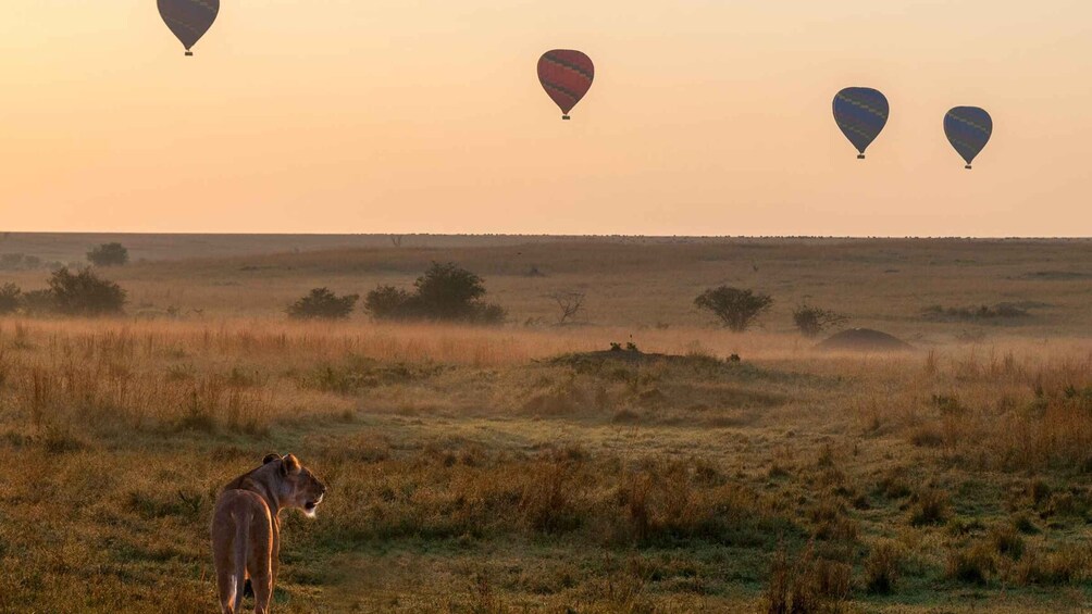 Picture 2 for Activity Hot Air Balloon Safari Maasai Mara with Champagne Breakfast