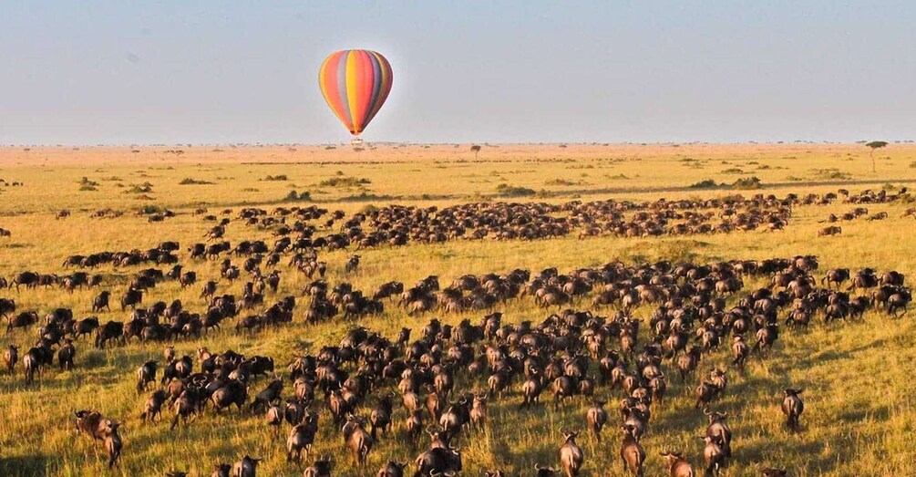 Picture 1 for Activity Hot Air Balloon Safari Maasai Mara with Champagne Breakfast