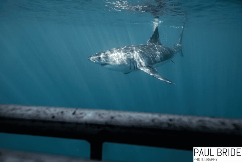 Picture 1 for Activity Port Elizabeth, South Africa, Great White shark cage diving