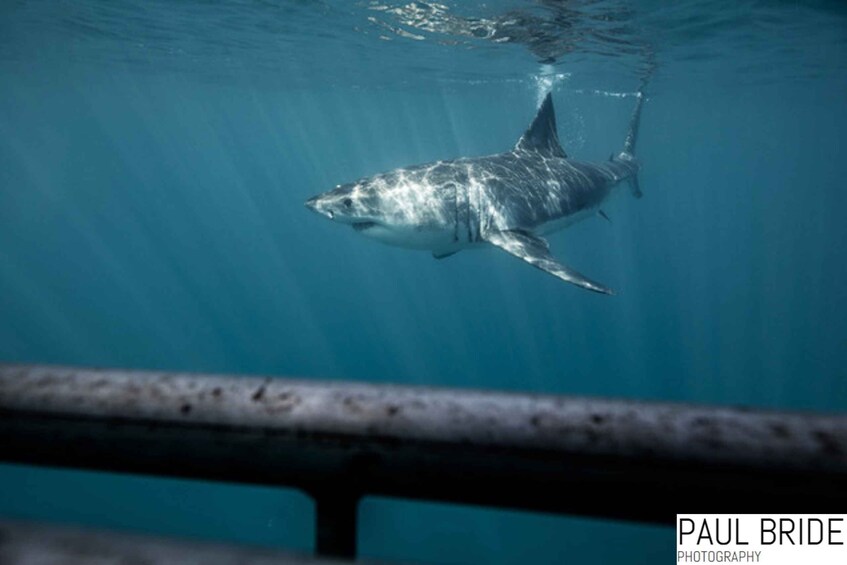 Picture 1 for Activity Port Elizabeth, South Africa, Great White shark cage diving