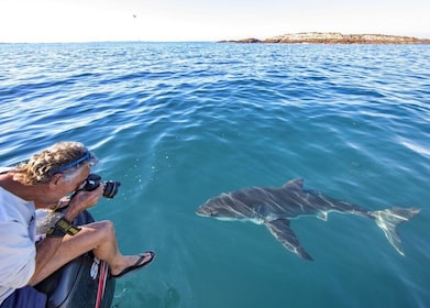 Port Elizabeth, South Africa, Great White shark cage diving