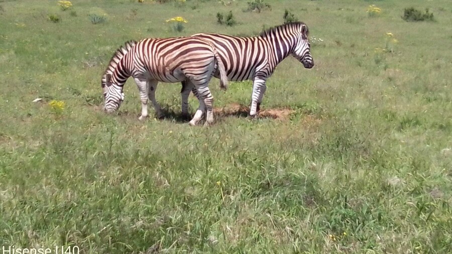 Kragga Kamma Safaris And Shore Excursions