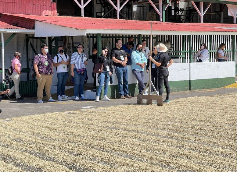 Picture 12 for Activity Alajuela: Coffee Plantation Guided Tour with Tasting