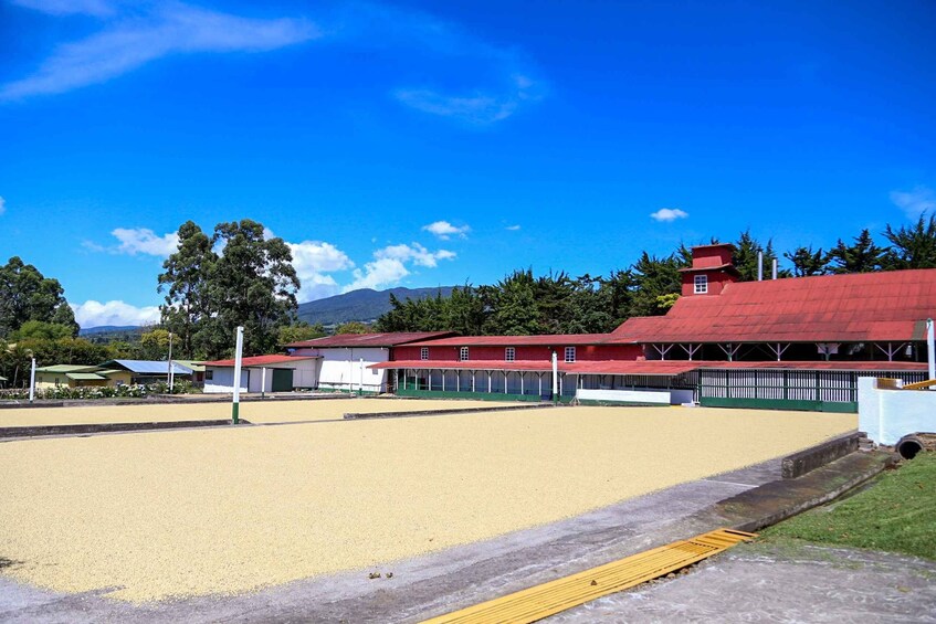 Picture 5 for Activity Alajuela: Coffee Plantation Guided Tour with Tasting