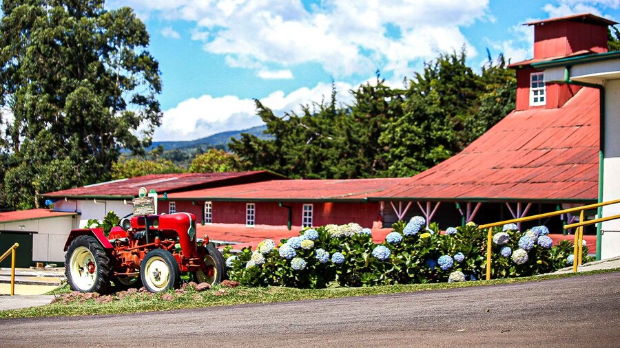 Alajuela: Coffee Plantation Guided Tour with Tasting