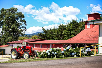 Alajuela: visita guiada a la plantación de café con degustación