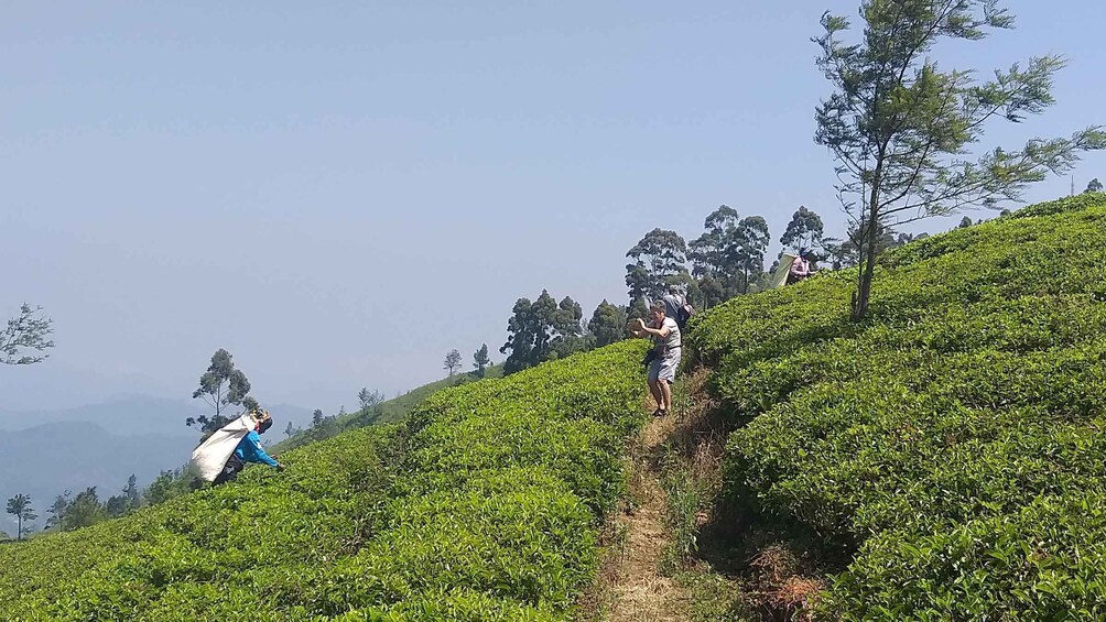 Picture 8 for Activity Trekking From kandy To Ella