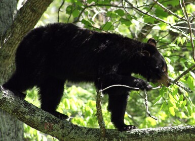 Great Smoky Mountains: Percorso autoguidato della fauna selvatica