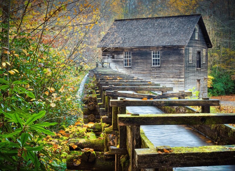 Picture 9 for Activity Great Smoky Mountains: Scenic Wildlife Self-Guided Drive