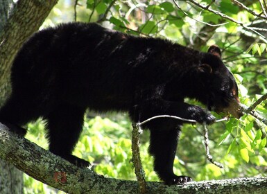 Great Smoky Mountains: Wildlife and Scenic Driving Tour