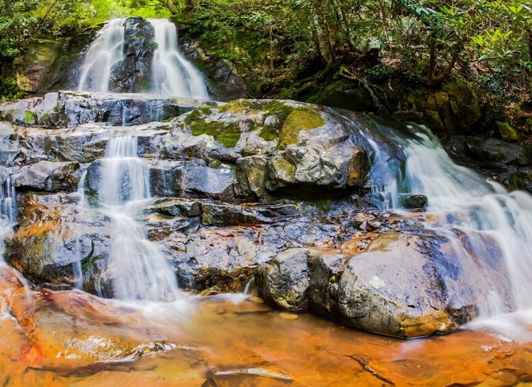 Picture 9 for Activity Great Smoky Mountains: Wildlife and Scenic Driving Tour