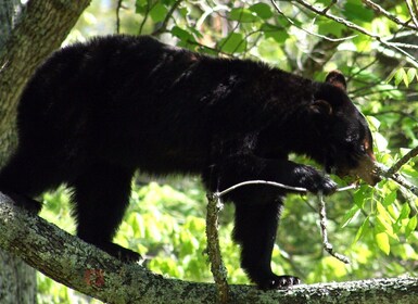 Great Smoky Mountains: Naturskjønn villmarkskjøring med guide