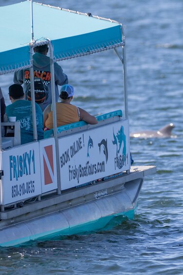 Picture 6 for Activity Private Dolphin Sightseeing Tour for up to 6, Pensacola Bch