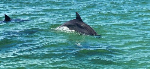 Private Dolphin Sightseeing Tour for up to 6, Pensacola Bch