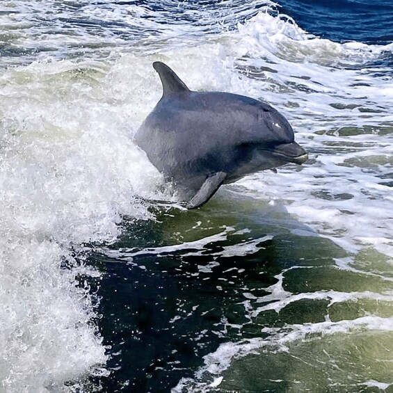 Picture 3 for Activity Private Dolphin Sightseeing Tour for up to 6, Pensacola Bch