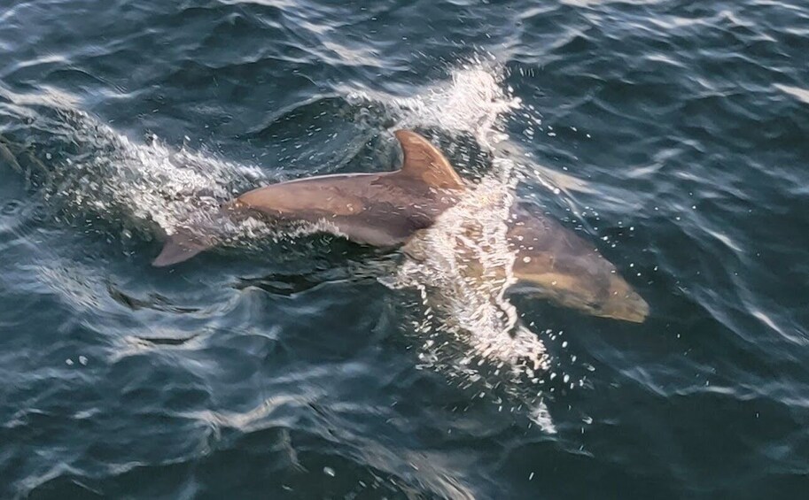 Picture 1 for Activity Private Dolphin Sightseeing Tour for up to 6, Pensacola Bch