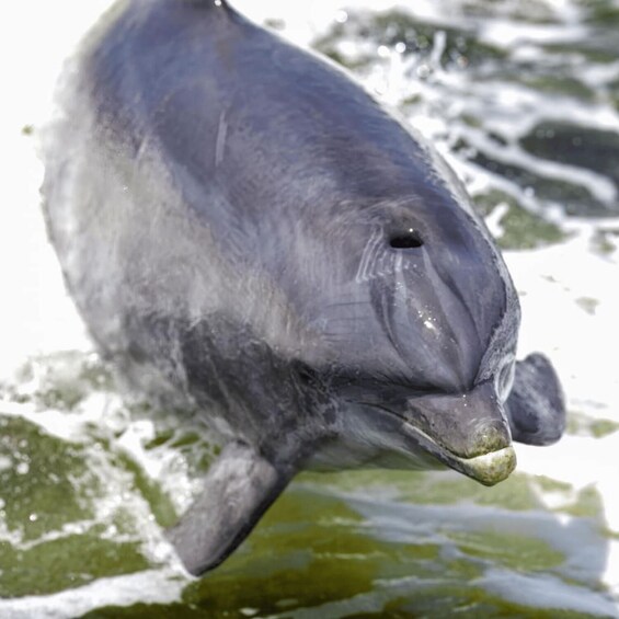 Picture 5 for Activity Private Dolphin Sightseeing Tour for up to 6, Pensacola Bch