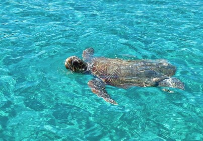 Zakynthos: recorrido guiado en barco a la Isla Tortuga con natación