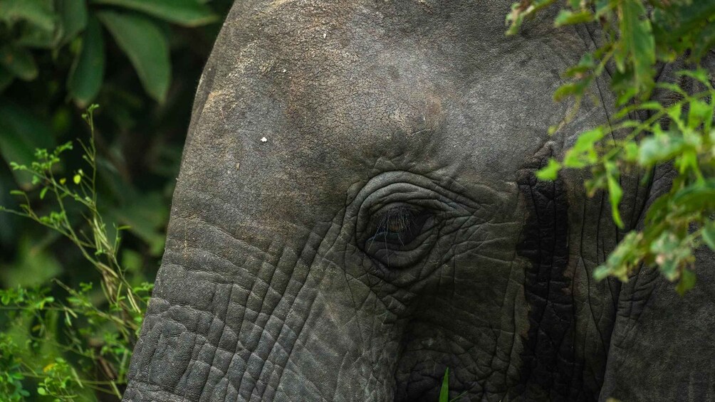 Picture 14 for Activity From Zanzibar: Selous Day Safari With Flights Included