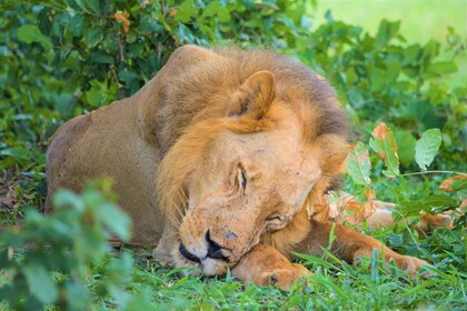 Vanuit Zanzibar: Selous dagsafari met vluchten inbegrepen