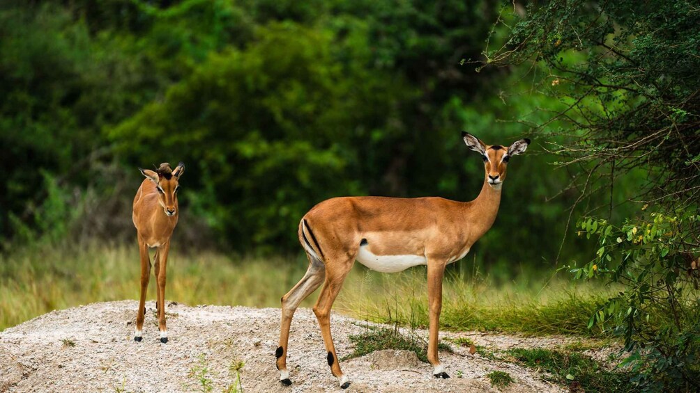 Picture 24 for Activity From Zanzibar: Selous Day Safari With Flights Included