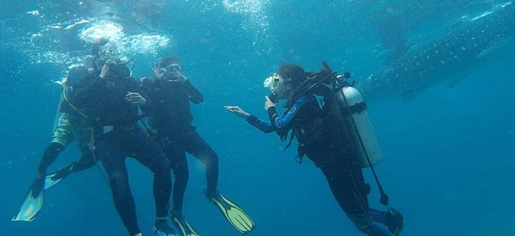 Picture 2 for Activity From Cebu City: Scuba Diving with Whale Sharks Trip in Oslob