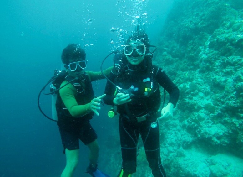 From Cebu City: Scuba Diving with Whale Sharks Trip in Oslob