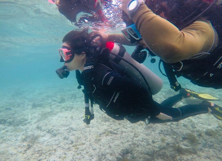 From Cebu City: Scuba Diving with Whale Sharks Trip in Oslob