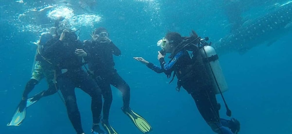 Picture 2 for Activity From Cebu City: Scuba Diving with Whale Sharks Trip in Oslob