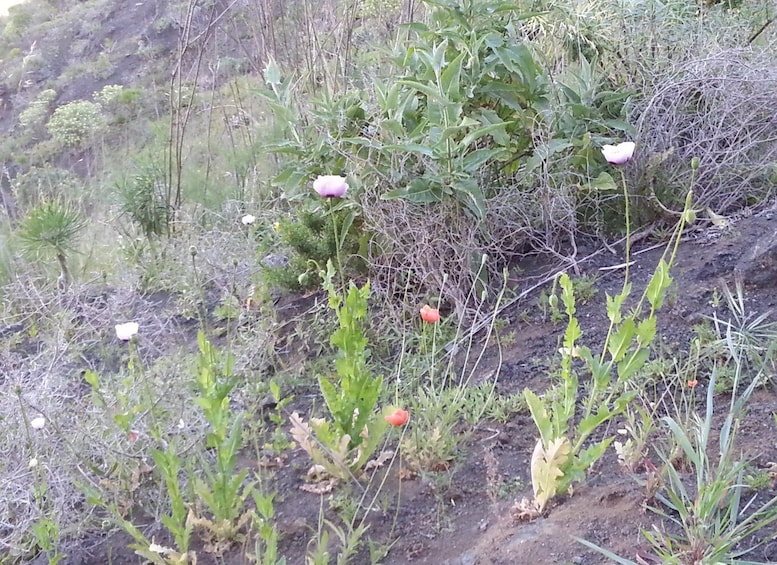 Picture 9 for Activity Las Palmas: Reserva Natural Inagua Gran Canaria Walking Tour