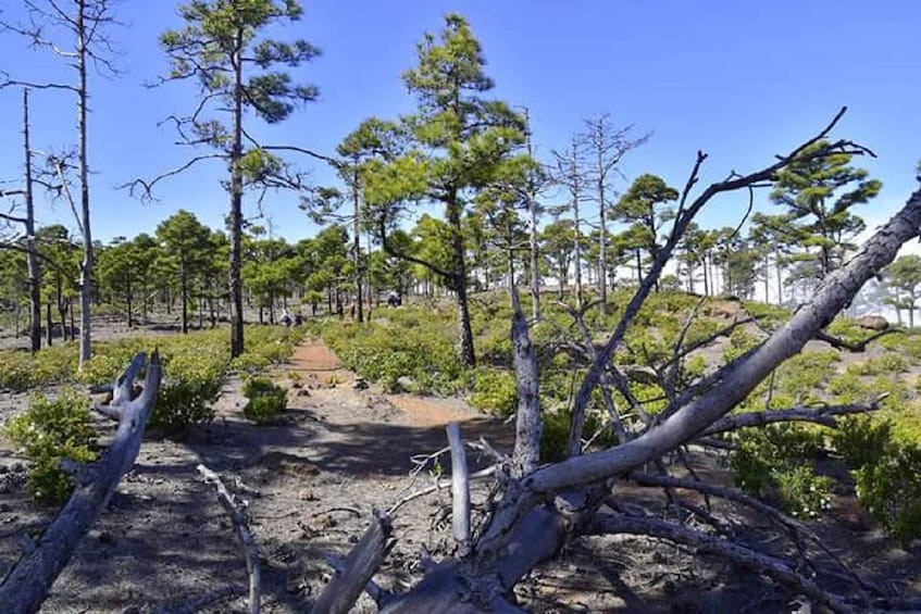 Picture 3 for Activity Las Palmas: Reserva Natural Inagua Gran Canaria Walking Tour