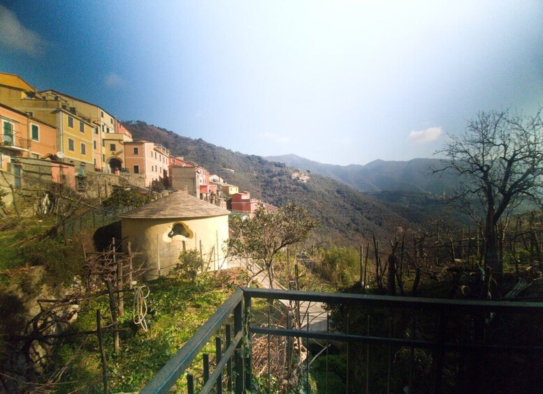 Picture 7 for Activity Lievàntu Wine Experience: Tour & tasting in Levanto Valley