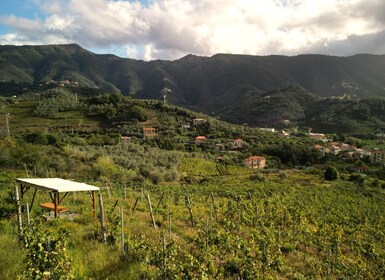 Lievàntu Wine Experience: Tour & tasting in Levanto Valley